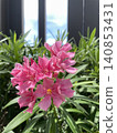 Beautiful Pink Oleander Flowers Blooming in the Garden 140853431