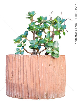Fresh beautiful succulent in blown clay pot isolated on white background with clipping path Fresh beautiful succulent in blown clay pot isolated on white background with clipping path 140853544