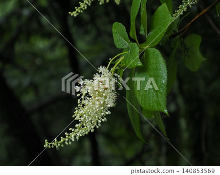 The flowers of the Clethra barbinervis are wet with rain during the rainy season. The flowers of the Clethra barbinervis are wet with rain during the rainy season. 140853569