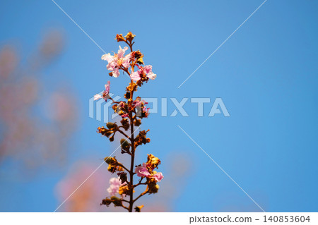 Close up Blooming pink Wild Himalayan Cherry Tree or Sour Cherry, Prunus cerasoides flowers blossoms branch against blue sky Close up Blooming pink Wild Himalayan Cherry Tree or Sour Cherry, Prunus cerasoides flowers blossoms branch against blue sky 140853604