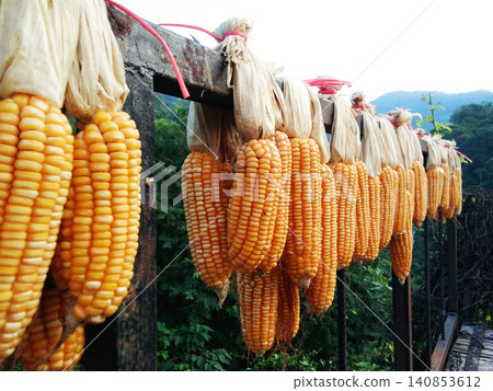 Dried corn on cobs hung on the metal beam in Thailand Dried corn on cobs hung on the metal beam in Thailand 140853612