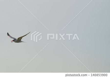 Seabird flying with fish in pale sky Seabird flying with fish in pale sky 140853900
