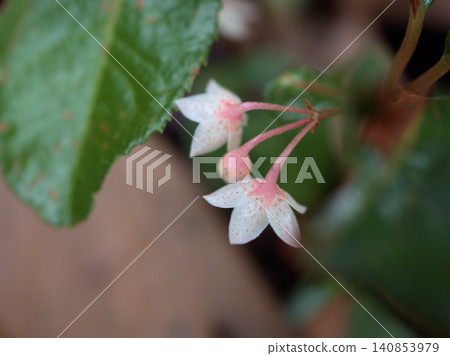 日本紫金牛的小巧精緻的花朵在初夏，也就是六月盛開。 140853979