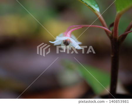 The small, delicate flowers of Ardisia japonica bloomed in early summer, June. 140853981