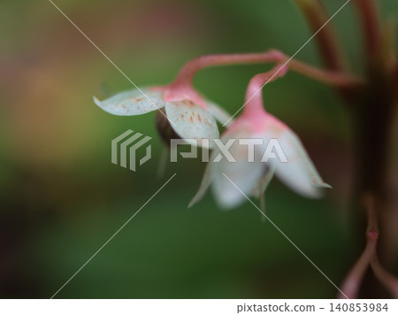 The small, delicate flowers of Ardisia japonica bloomed in early summer, June. The small, delicate flowers of Ardisia japonica bloomed in early summer, June. 140853984