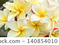 blooming in a vintage garden, surrounded by lush green foliage in soft natural light. Tropical floral beauty, serene atmosphere, and botanical elegance.. 140854010