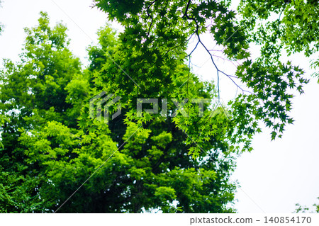 A peaceful scene of fresh greenery I found on my trip. A peaceful scene of fresh greenery I found on my trip. 140854170