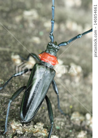Kubia Cutlet Beetle Kubia Cutlet Beetle 140854661