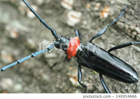 Kubia Cutlet Beetle Kubia Cutlet Beetle 140854666