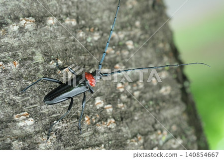 Kubia Cutlet Beetle Kubia Cutlet Beetle 140854667