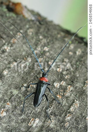 Kubia Cutlet Beetle 140854668