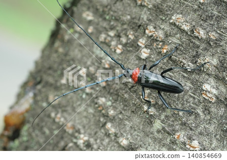 Kubia Cutlet Beetle Kubia Cutlet Beetle 140854669