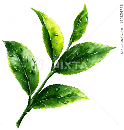 green tea green tea 140854738