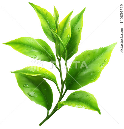 green tea green tea 140854739