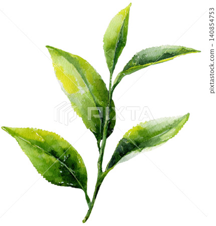 green tea green tea 140854753