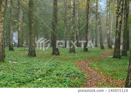 Misty autumn morning in a birch park with a winding path through fallen leaves Misty autumn morning in a birch park with a winding path through fallen leaves 140855128