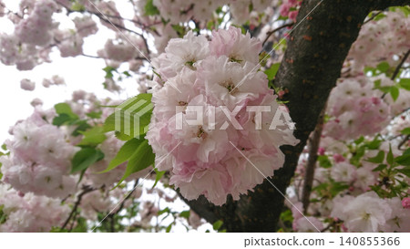 Pink double cherry blossoms blooming gracefully in the warm spring sunshine. 140855366
