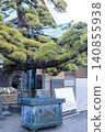The pine tree at Shibamata Taishakuten Temple (Katsushika Ward, Tokyo) 140855938