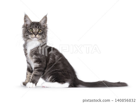 Expresssive kitten on white background Expresssive kitten on white background 140856832
