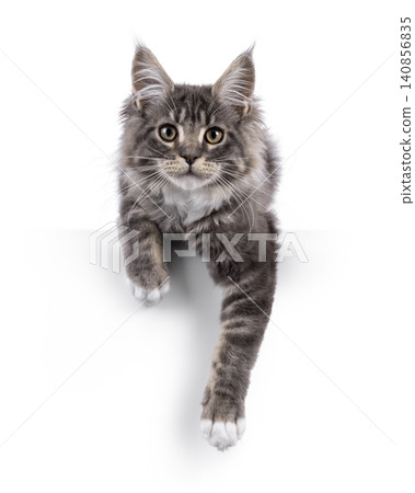 Expresssive kitten on white background Expresssive kitten on white background 140856835