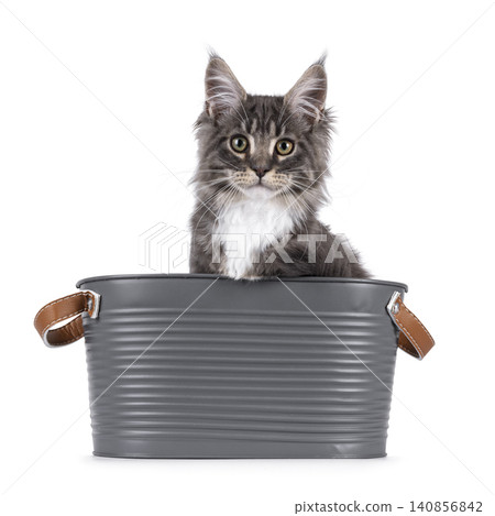 Expresssive kitten on white background Expresssive kitten on white background 140856842