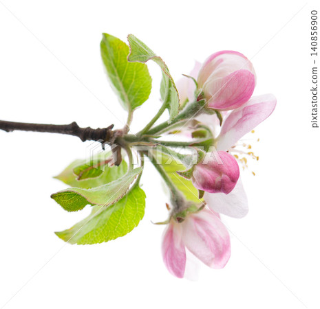 Spring apple blossom isolated on white background. Branch of flowering apple tree with pink and white flowers and green leaves. Clipping path. 140856900