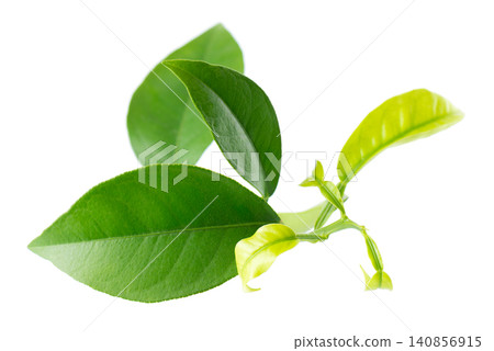 Green citrus leaves isolated on white background. Fresh lemon leaves branch. Clipping path. 140856915