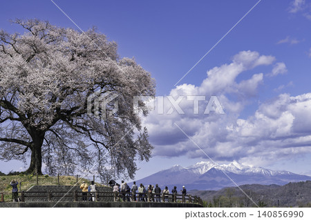 Cherry blossoms at Wanizuka and Mount Fuji in spring 140856990