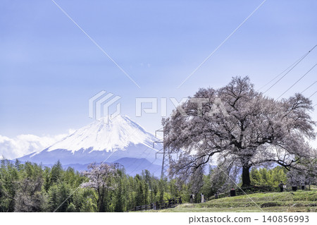 Cherry blossoms at Wanizuka and Mount Fuji in spring Cherry blossoms at Wanizuka and Mount Fuji in spring 140856993