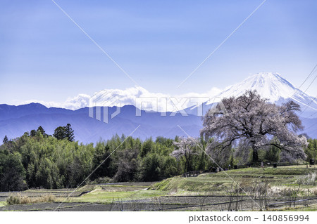 春天,瓦尼祖卡和富士山的櫻花盛開 春天,瓦尼祖卡和富士山的櫻花盛開 140856994