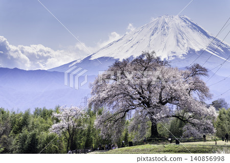 春天,瓦尼祖卡和富士山的櫻花盛開 春天,瓦尼祖卡和富士山的櫻花盛開 140856998