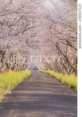 春意盎然的道路兩旁種滿了油菜花和櫻花樹。 春意盎然的道路兩旁種滿了油菜花和櫻花樹。 140857123
