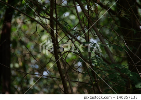 A small great tit bird hiding among the tree branches A small great tit bird hiding among the tree branches 140857135