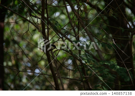 A small great tit bird hiding among the tree branches A small great tit bird hiding among the tree branches 140857138