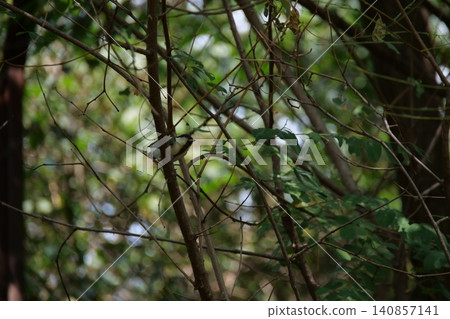 A small great tit bird hiding among the tree branches 140857141