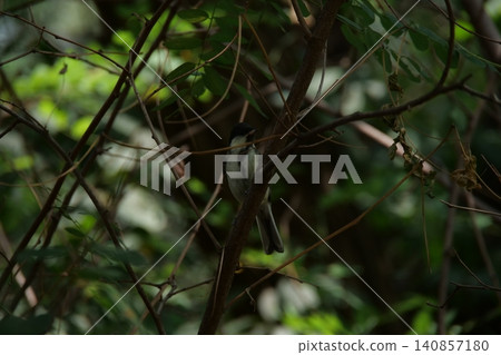 A small great tit bird hiding among the tree branches 140857180