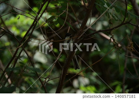 A small great tit bird hiding among the tree branches A small great tit bird hiding among the tree branches 140857181