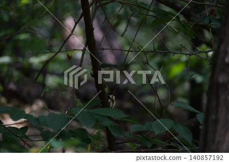 A small great tit bird hiding among the tree branches A small great tit bird hiding among the tree branches 140857192