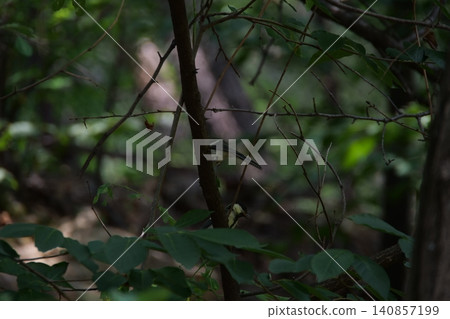 A small great tit bird hiding among the tree branches 140857199