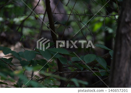 A small great tit bird hiding among the tree branches A small great tit bird hiding among the tree branches 140857201