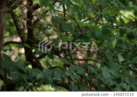 A small great tit bird hiding among the tree branches A small great tit bird hiding among the tree branches 140857219
