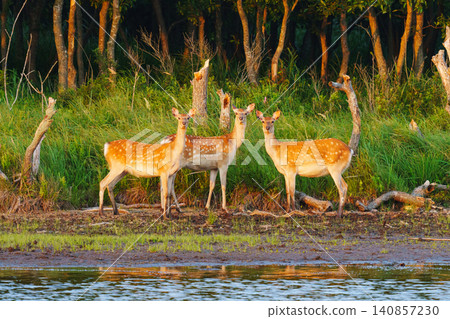 A herd of Ezo deer inhabiting the Tomakomai Yufutsu Plain in Hokkaido; wild animal material gathered in wetlands. A herd of Ezo deer inhabiting the Tomakomai Yufutsu Plain in Hokkaido; wild animal material gathered in wetlands. 140857230