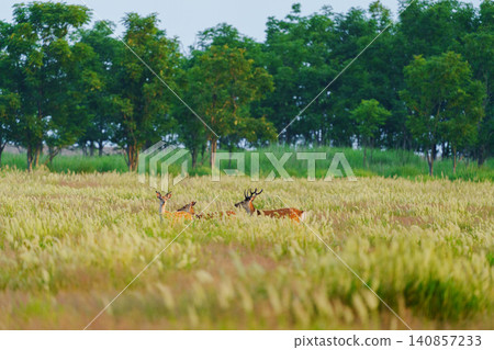 A herd of Ezo deer inhabiting the Tomakomai Yufutsu Plain in Hokkaido; wild animal material gathered in wetlands. A herd of Ezo deer inhabiting the Tomakomai Yufutsu Plain in Hokkaido; wild animal material gathered in wetlands. 140857233