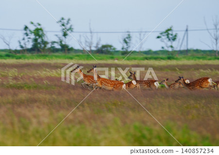 A herd of Ezo deer inhabiting the Tomakomai Yufutsu Plain in Hokkaido; wild animal material gathered in wetlands. A herd of Ezo deer inhabiting the Tomakomai Yufutsu Plain in Hokkaido; wild animal material gathered in wetlands. 140857234