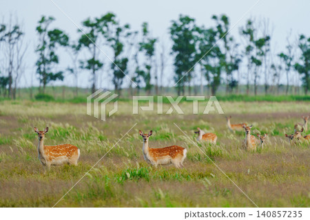 A herd of Ezo deer inhabiting the Tomakomai Yufutsu Plain in Hokkaido; wild animal material gathered in wetlands. A herd of Ezo deer inhabiting the Tomakomai Yufutsu Plain in Hokkaido; wild animal material gathered in wetlands. 140857235
