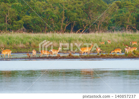 A herd of Ezo deer inhabiting the Tomakomai Yufutsu Plain in Hokkaido; wild animal material gathered in wetlands. 140857237