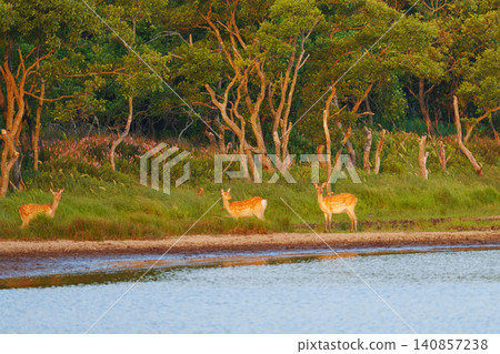 A herd of Ezo deer inhabiting the Tomakomai Yufutsu Plain in Hokkaido; wild animal material gathered in wetlands. A herd of Ezo deer inhabiting the Tomakomai Yufutsu Plain in Hokkaido; wild animal material gathered in wetlands. 140857238