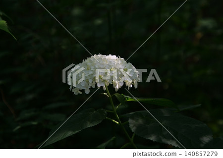 Beautiful forest path with blooming wild flowers in summer Beautiful forest path with blooming wild flowers in summer 140857279
