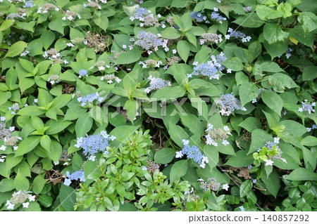 Beautiful forest path with blooming wild flowers in summer Beautiful forest path with blooming wild flowers in summer 140857292