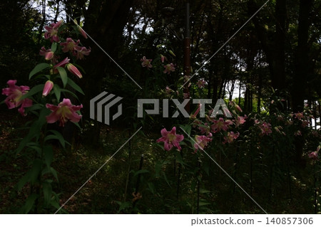 Beautiful forest path with blooming wild flowers in summer Beautiful forest path with blooming wild flowers in summer 140857306